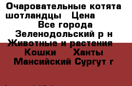 Очаровательные котята шотландцы › Цена ­ 2 000 - Все города, Зеленодольский р-н Животные и растения » Кошки   . Ханты-Мансийский,Сургут г.
